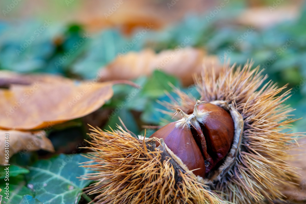 roup of hedgehogs and chestnuts on natural background roup of hedgehogs and chestnuts on natural background