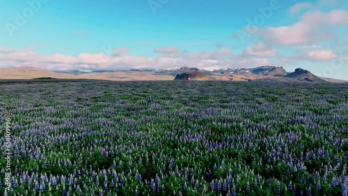 Flight Above Lupine Field Towards Distant Church In Hellissandur, Western Iceland. aerial drone photo