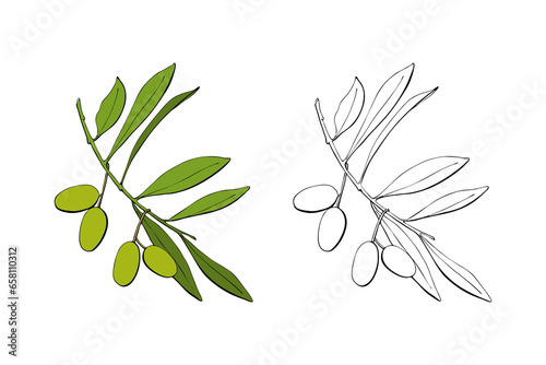 Olive branch with green fruits berries, hand drawn contour vector illustration.