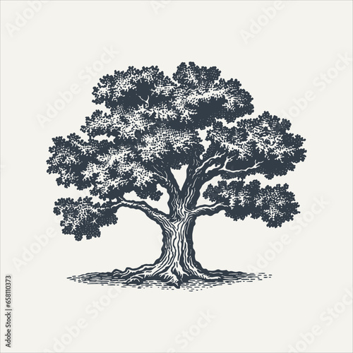 Oak tree. Vintage woodcut engraving style vector illustration.