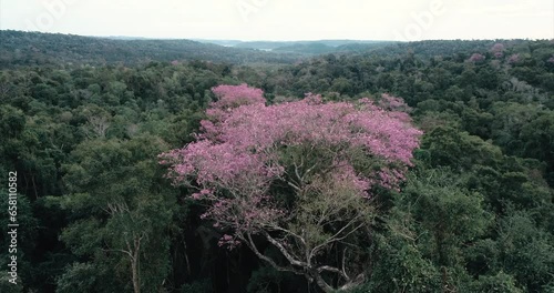 A magnificent pink Lapacho tree stands amidst the lush jungle. photo