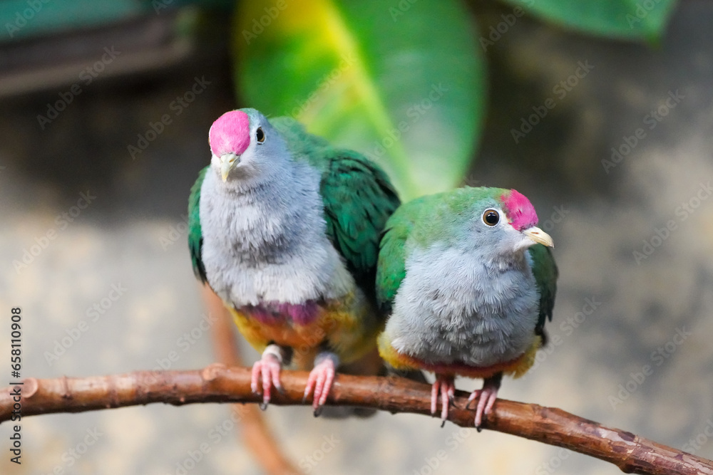 Portrait of the rose-crowned fruit dove. Bird pair with colorful plumage in close-up. Treroninae. Portrait of the rose-crowned fruit dove. Bird pair with colorful plumage in close-up. Treroninae.