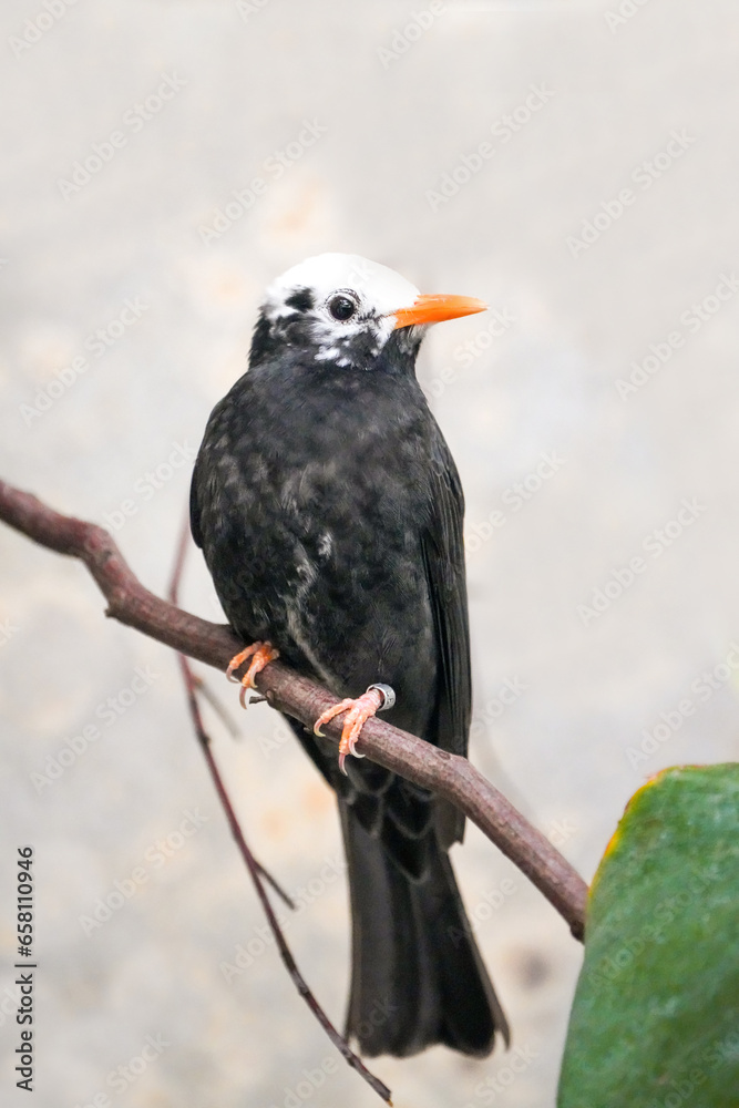 Fototapeta premium Portrait of the Red-billed Escape Bird. Hypsipetes leucocephalus.