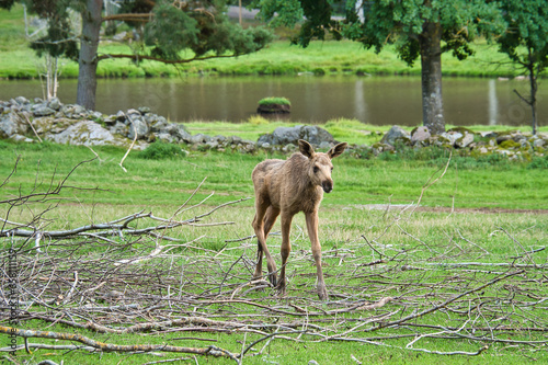 Moose baby in motion on a meadow. Young animal from the forest. King of the forest