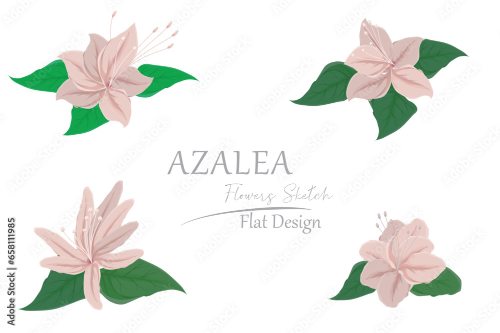 illustration of pink azalea flowers. simple flat design