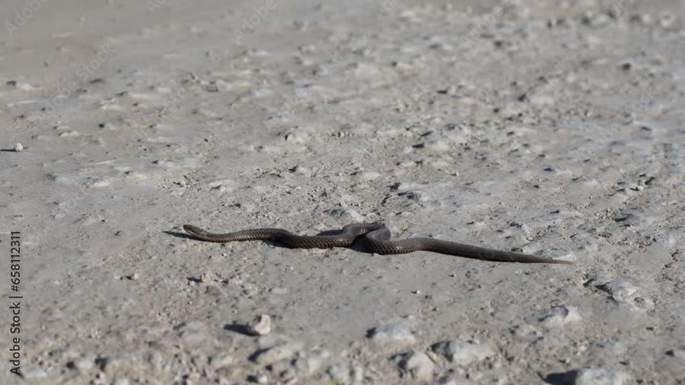 aggressive snake crawling along the sandy road. Snake in nature. Dice snake crawling on road. European viper snake aggressive snake crawling along the sandy road. Snake in nature. Dice snake crawling on road. European viper snake