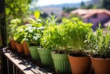 potted herbs lined up on a sunny balcony