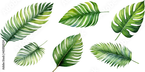 Set of watercolor palm leaves on transparent background