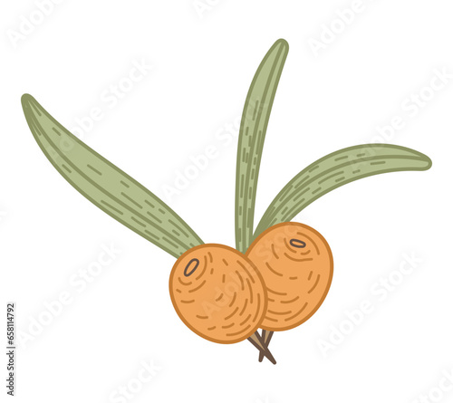 Isolated sea buckthorn branch with leaves and berries. Natural green plant, vector flat illustration.