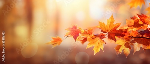 Autumn s Delight  Beautiful Close-Up of Orange Maple Leaf in Natural Park with Soft Sunlight and Soft Focus