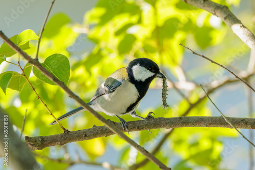 Japanese tit(Parus minor)