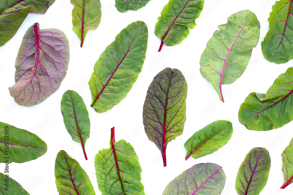 Swiss chard on white background. Baby leaf swiss chard Swiss chard on white background. Baby leaf swiss chard