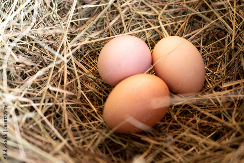 several eggs in the straw nest. Chicken eggs in straw. Potholes. Close-up of eggs. several eggs in the straw nest. Chicken eggs in straw. Potholes. Close-up of eggs.