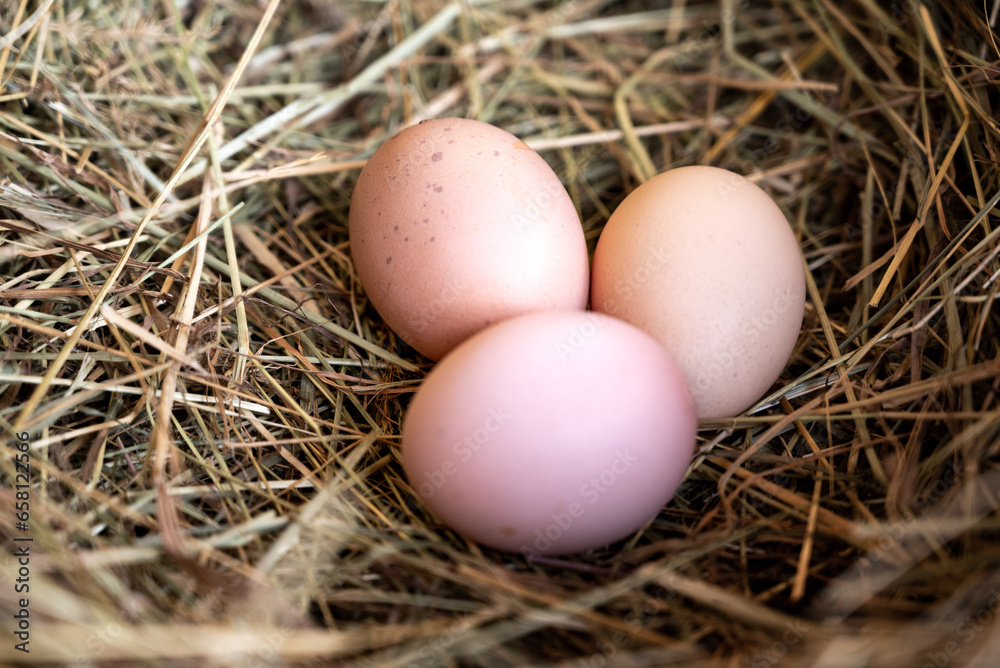 several eggs in the straw nest. Chicken eggs in straw. Potholes. Close-up of eggs.