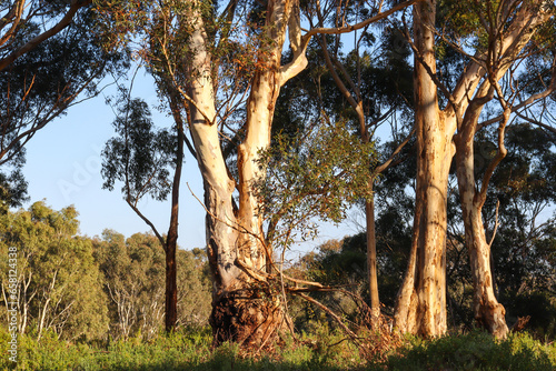 eucalyptus trees in australian bushland in morning sunlight photo