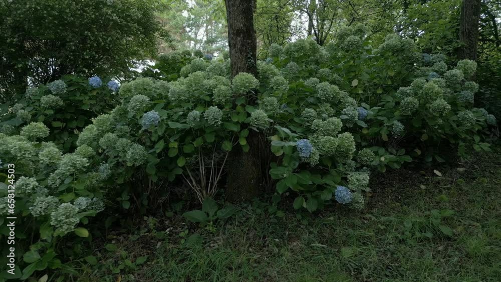 The Hydrangea (Hydrangea macrophylla) plant or more commonly knows as Hortensia The Hydrangea (Hydrangea macrophylla) plant or more commonly knows as Hortensia