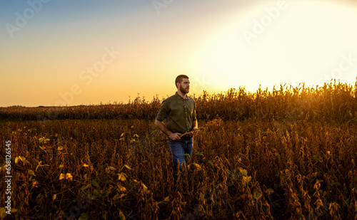 Young farmer standing in a soy field examining crop before harvest.