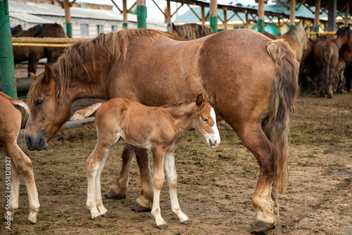 A newborn foal with mother on the farm