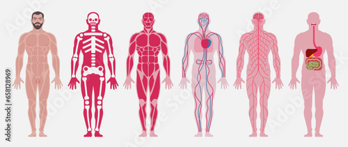 Human body anatomy. A set of: skeletal (skeleton, bones), muscular, nervous, circulatory (cardiovascular), digestive systems of a person. Vector flat illustration.