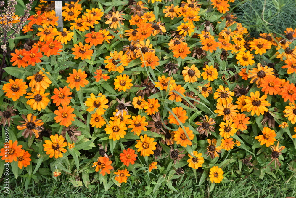 Zinnia orange au jardin en été