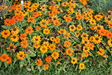 Zinnia orange au jardin en été