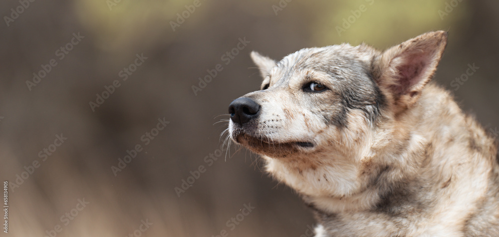 Fototapeta premium Gray wolf, Canis lupus in the forest. Wolf in the nature habitat. Wolf looking right in the forest