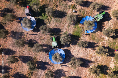 Aerial top view of a Close-up to a three tractors with umbrellas harvesting olives. Elevated view of machinery shaking an olive tree in an olive grove for olive harvesting. Oil production in Spain.