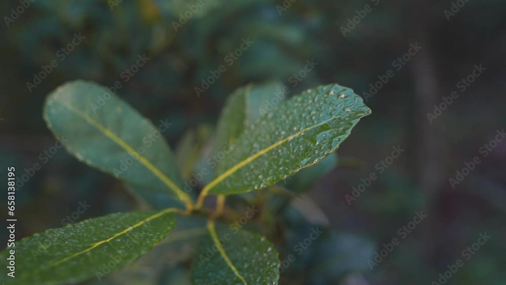 Close-up of Ilex Paraguariensis Foliage, yerba mate guarani language Close-up of Ilex Paraguariensis Foliage, yerba mate guarani language
