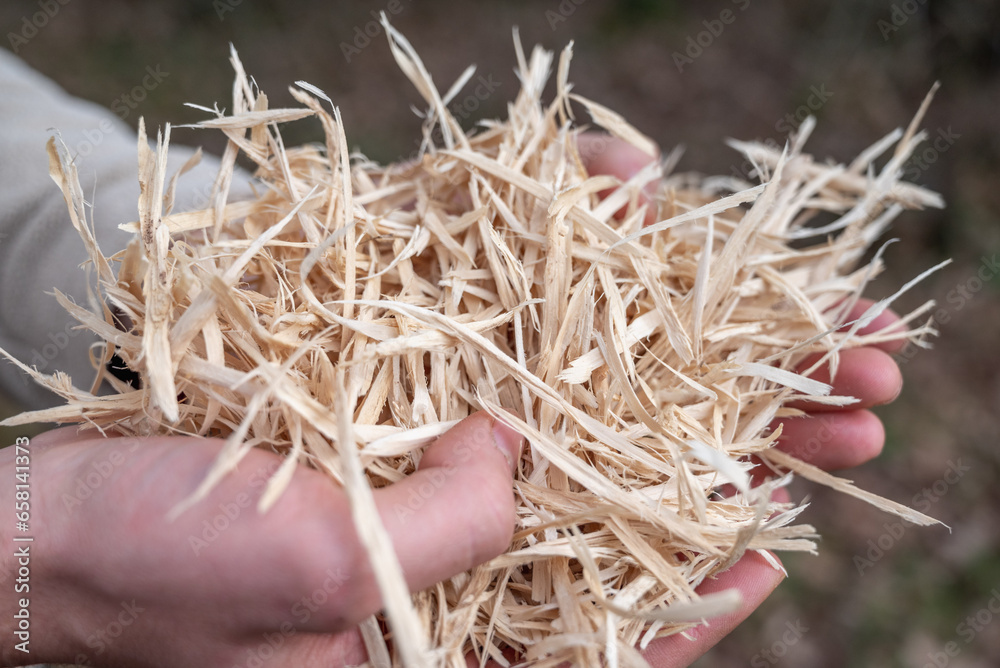 wood shavings held in one hand. Closeup of wood chips. Human hands holding pieces of wood