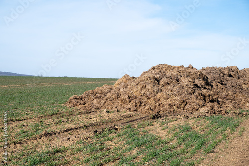 Pile of manure in a field. spreading of manure. manure for soil enrichment. Soil enrichment for crops. Close-up of manure in a meadow