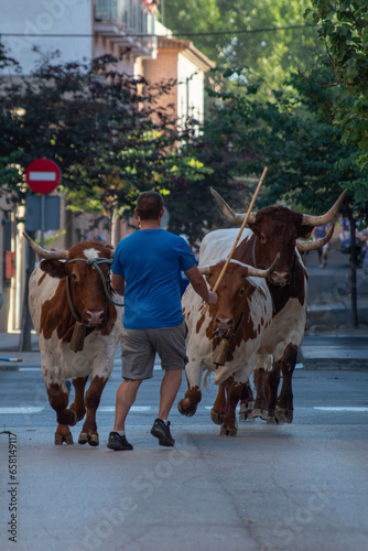 Bous al carrer street bull, ancestral tradition in Valencia Spain villages. A brave bull runs through the streets while the mozos are running. Runners in Encierro like San Fermin. Albuixech holidays.