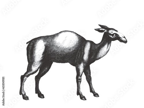 Vicuna (Lama vicugna). Doodle sketch. Vintage vector illustration.