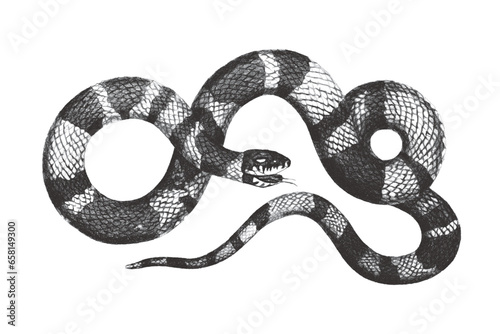 Mourning Snake. Doodle sketch. Vintage vector illustration.