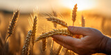 A man farmer holds ears of wheat in his hand in the field Nature's Bounty A Farmer's Connection to Wheat : The Farmer and His Wheat Field with on sun background Ai Generative