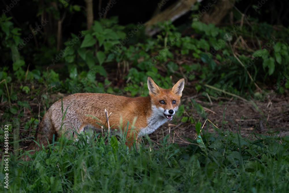 Red Fox - Vulpes vulpes, beautiful popular carnivores in winter from European forests, White Carpathians, Czech Republic. Red Fox - Vulpes vulpes, beautiful popular carnivores in winter from European forests, White Carpathians, Czech Republic.