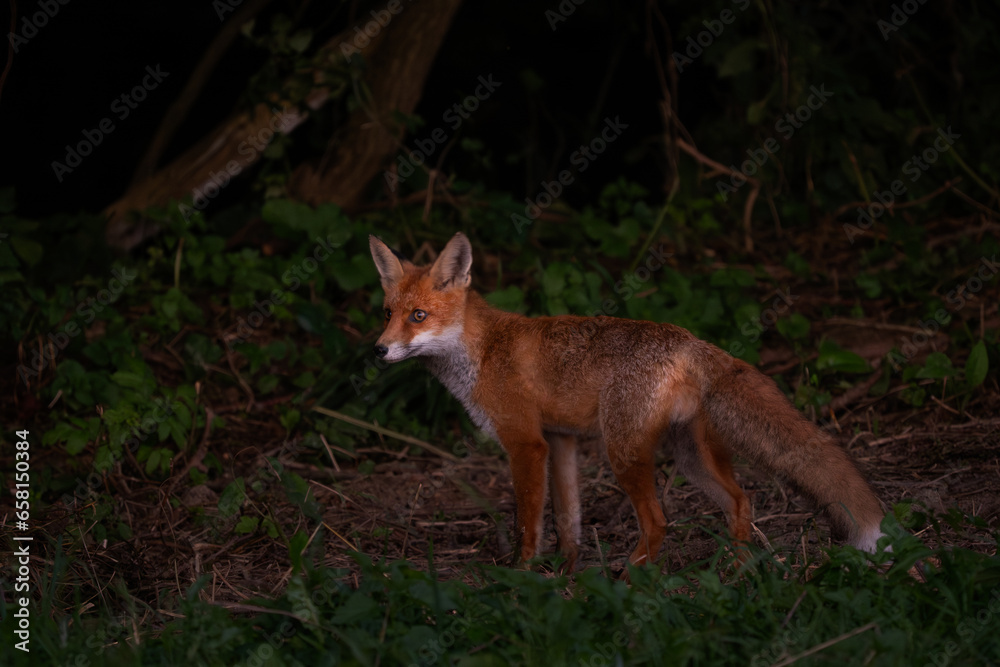 Red Fox - Vulpes vulpes, beautiful popular carnivores in winter from European forests, White Carpathians, Czech Republic.
