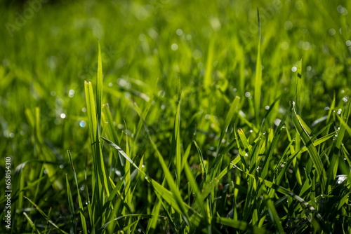 a close up of green grass with water droplets