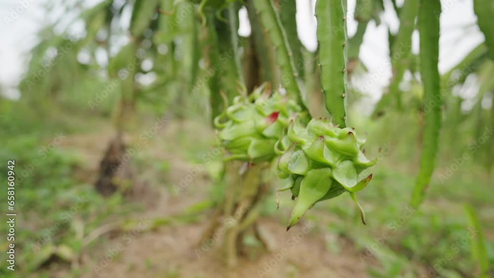 Dolly, dragon fruits growing on pitaya cactus tree on plantation Dolly, dragon fruits growing on pitaya cactus tree on plantation