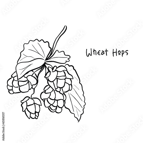 Hand drawn line art vector of wheat hops