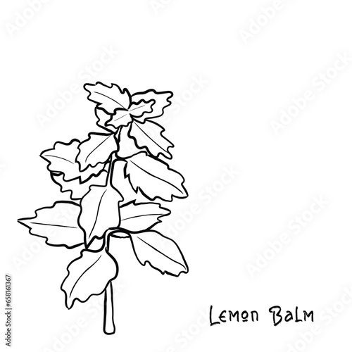 hand drawn illustration of flowers.Hand drawn line art vector of lemon balm