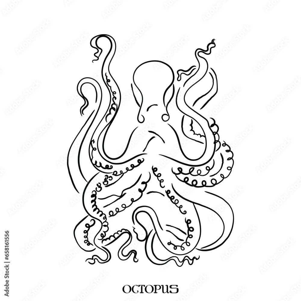 hand drawn line art vector of Octopus. hand drawn line art vector of Octopus.