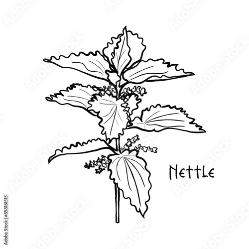 black and white sketch of flowers. Hand drawn line art vector of nettle