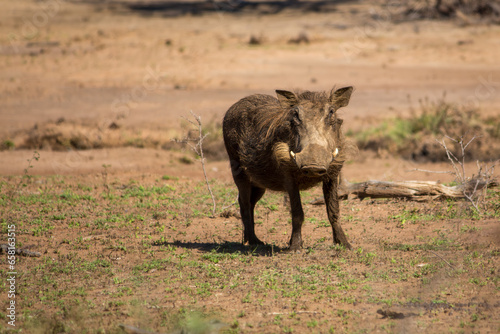 A common warthog looking at the camera photo