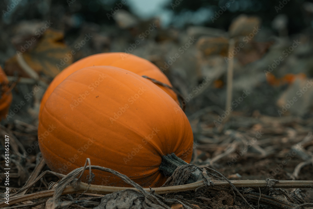 Pumpkins growing in a pumpkin patch, halloween decoration, large orange fruit, harvest thanksgiving Pumpkins growing in a pumpkin patch, halloween decoration, large orange fruit, harvest thanksgiving