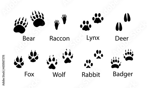 Animal paw prints, vector illustration different forest animals footprints black on white illustration. Bear , raccon ,lynx ,deer, fox , wolf , rabbit and badger  for different design uses.