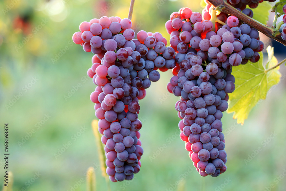 Saftige Trauben bereit für die Weinlese Saftige Trauben bereit für die Weinlese