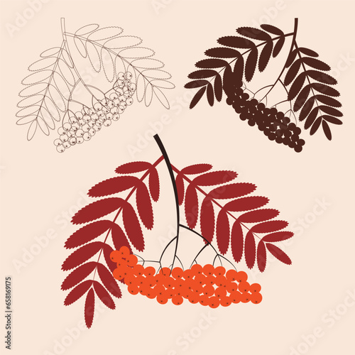 A branch of ripe rowan berries. Black and white vector illustration. Coloring.Autumn rowan berry branch with custers and leaves, silhouette photo