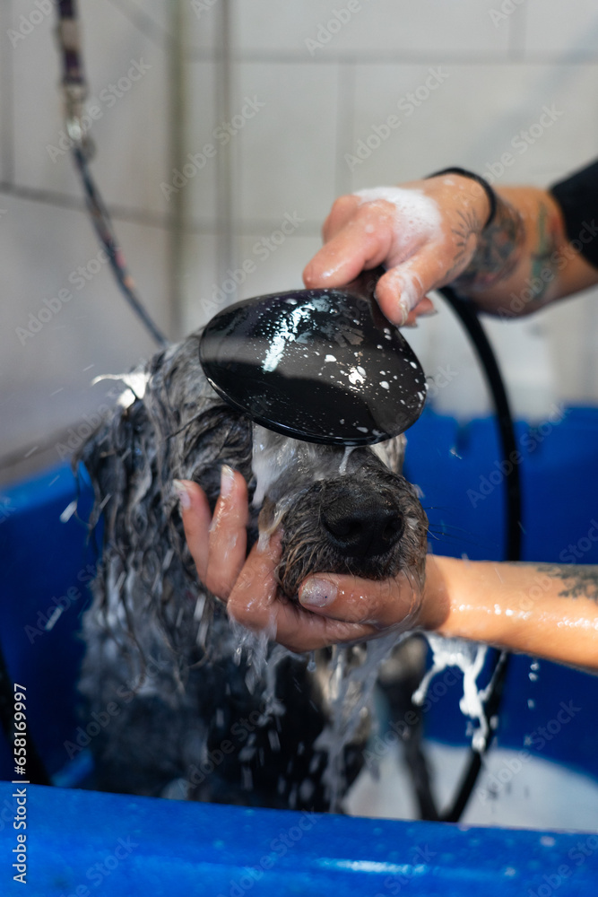 Canine groomer bathing a dog with the shower seen from close up Canine groomer bathing a dog with the shower seen from close up
