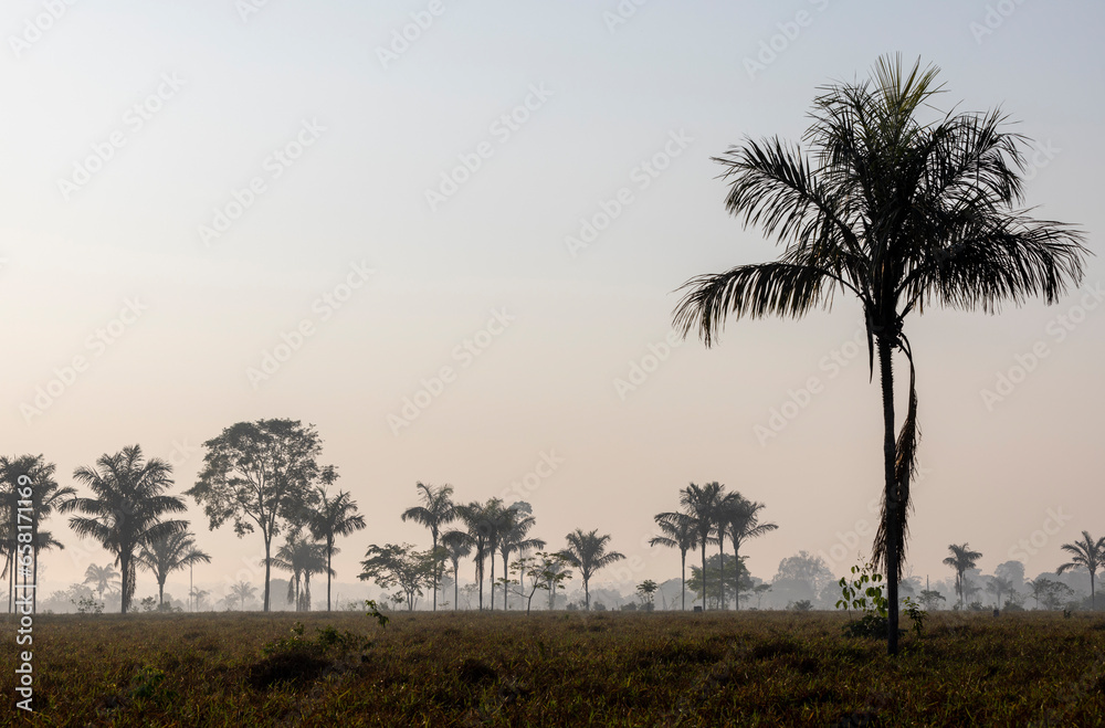 Tree silhouettes against a misty sky, early in the morning while traveling the lowlands of Bolivia between Guayaramerin and Trinidad, Beni department; South America Tree silhouettes against a misty sky, early in the morning while traveling the lowlands of Bolivia between Guayaramerin and Trinidad, Beni department; South America
