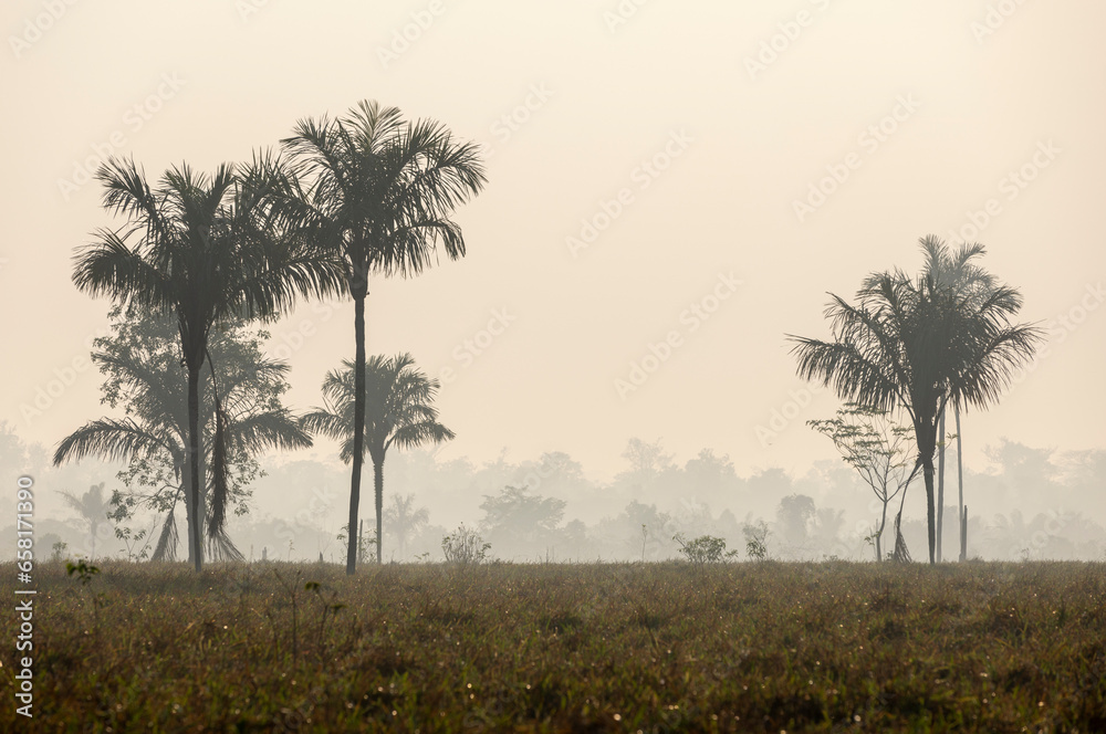Tree silhouettes against a misty sky, early in the morning while traveling the lowlands of Bolivia between Guayaramerin and Trinidad, Beni department; South America